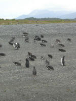 Magellanic penguins